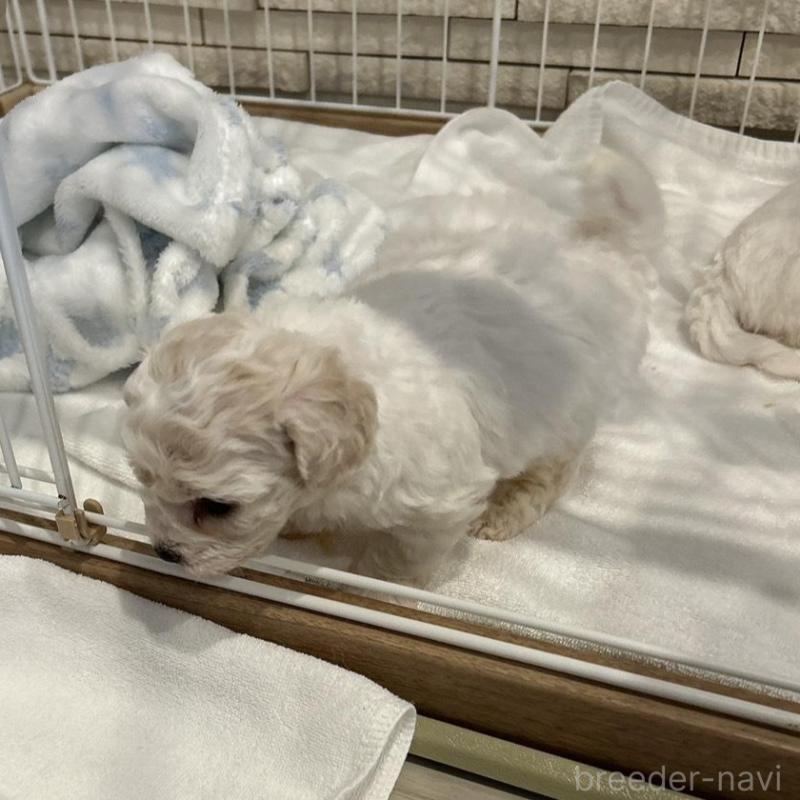 販売中の岐阜県のビションフリーゼ-423701の5枚目