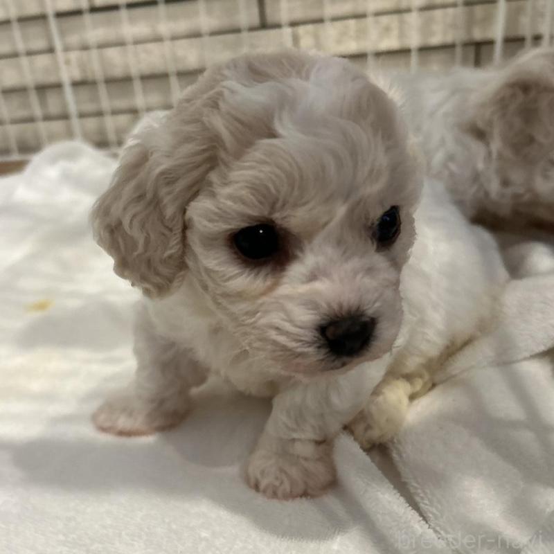 販売中の岐阜県のビションフリーゼ-423701の4枚目