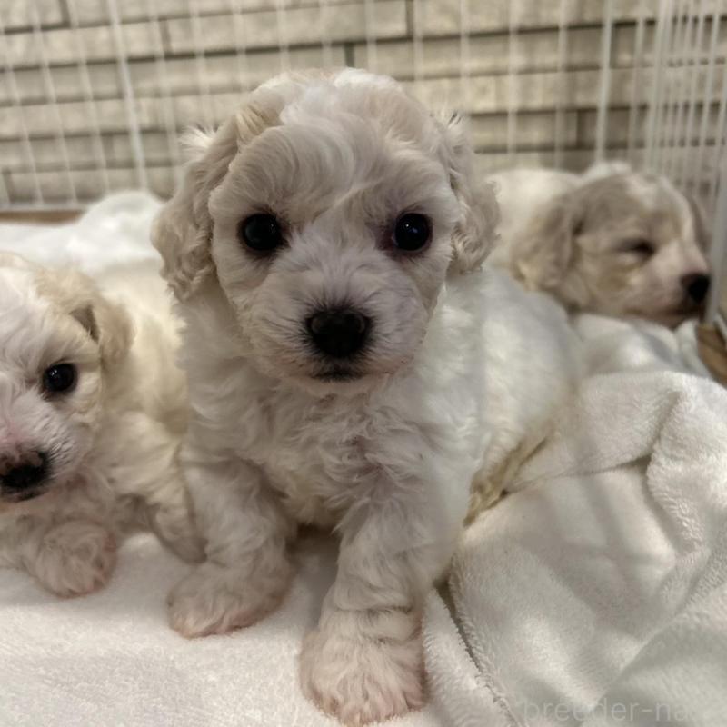 販売中の岐阜県のビションフリーゼ-423701の3枚目