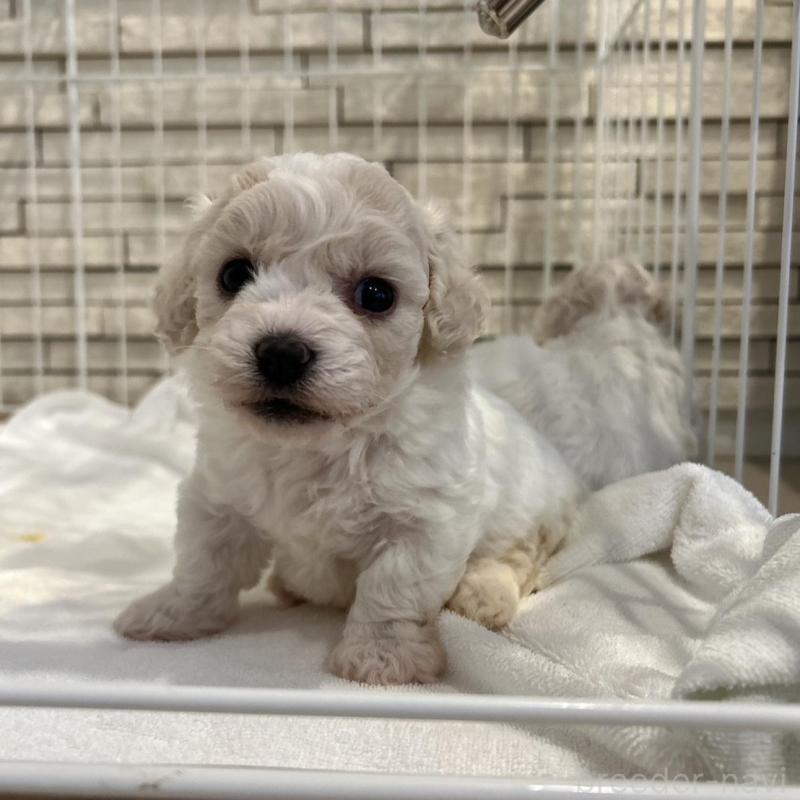 販売中の岐阜県のビションフリーゼ-423701の2枚目