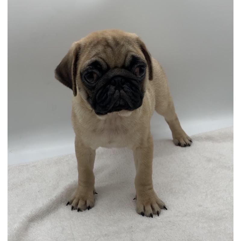 販売中の静岡県のパグ-423702の2枚目