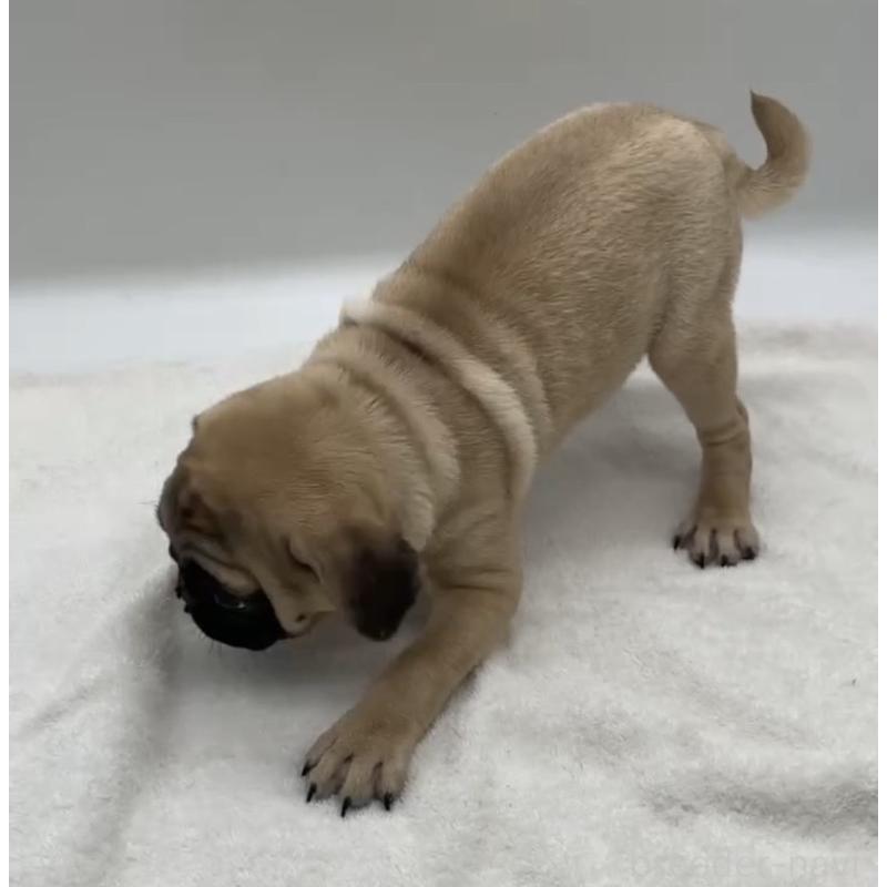 販売中の静岡県のパグ-423702の3枚目