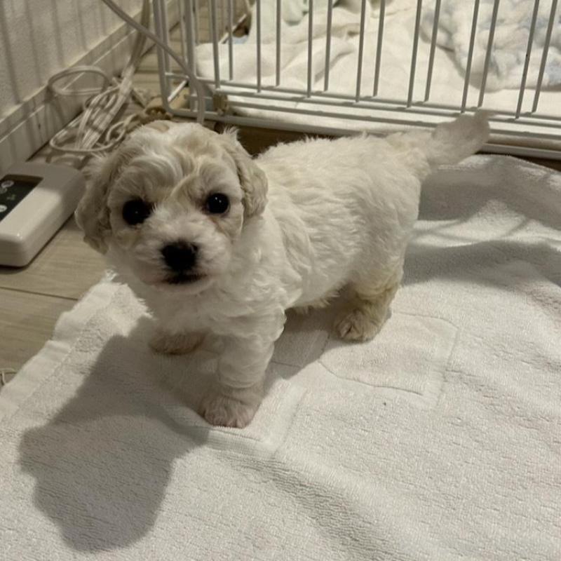 販売中の岐阜県のビションフリーゼ-423703の1枚目