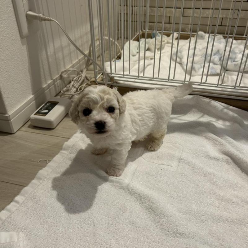 販売中の岐阜県のビションフリーゼ-423703の6枚目