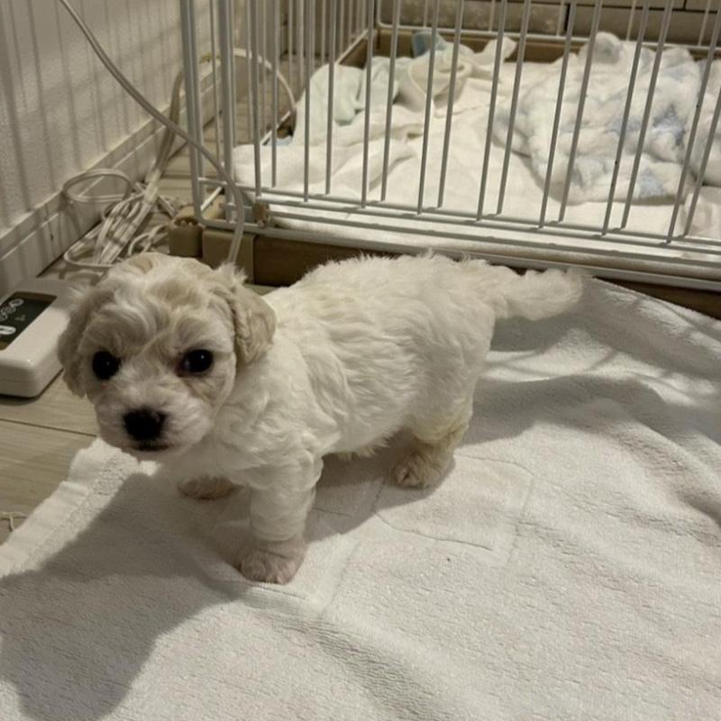 販売中の岐阜県のビションフリーゼ-423703の5枚目