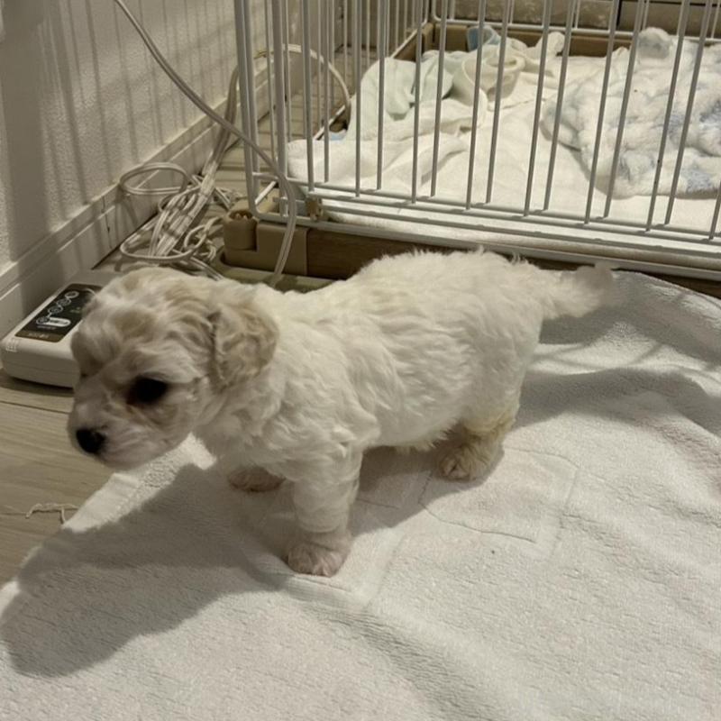 販売中の岐阜県のビションフリーゼ-423703の4枚目