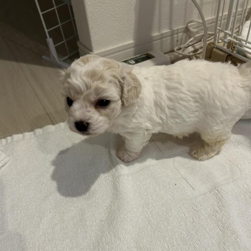 販売中の岐阜県のビションフリーゼ-423703の3枚目