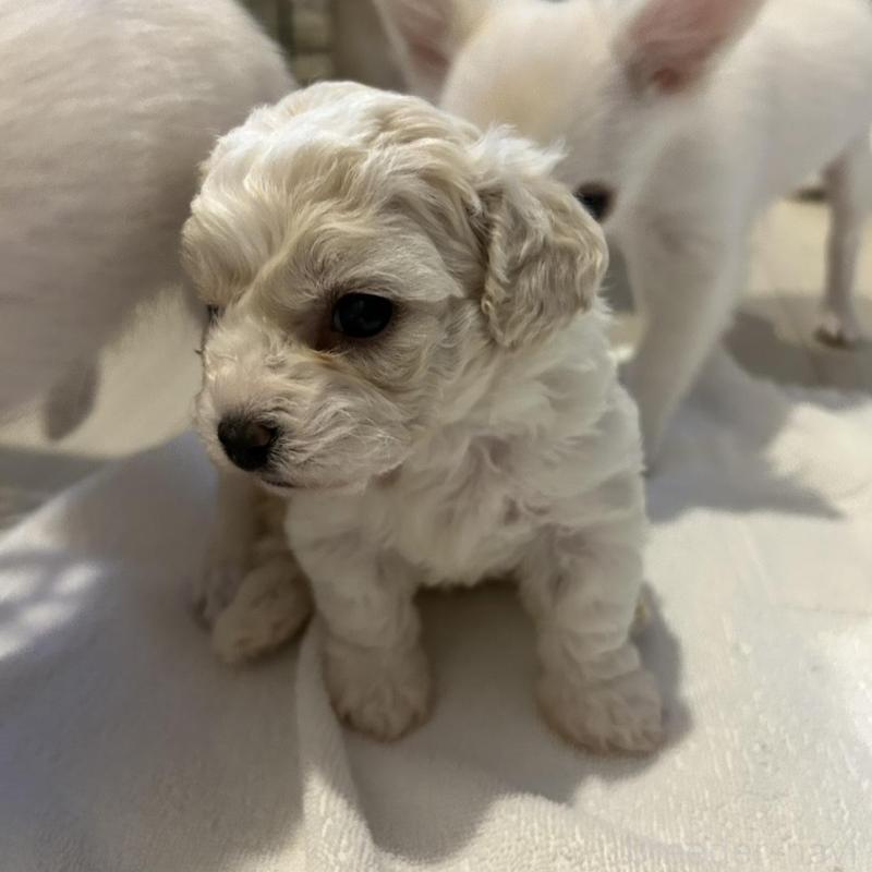 販売中の岐阜県のビションフリーゼ-423703の2枚目