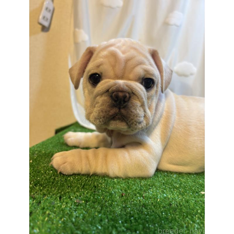 販売中の大阪府のフレンチブルドッグ-423705の1枚目