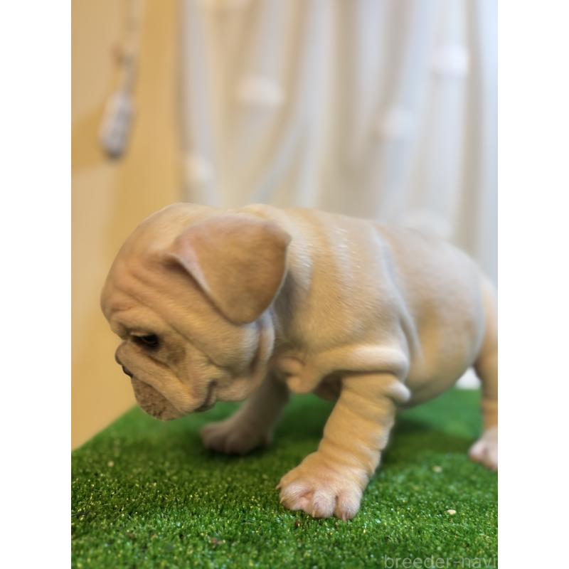 販売中の大阪府のフレンチブルドッグ-423705の5枚目