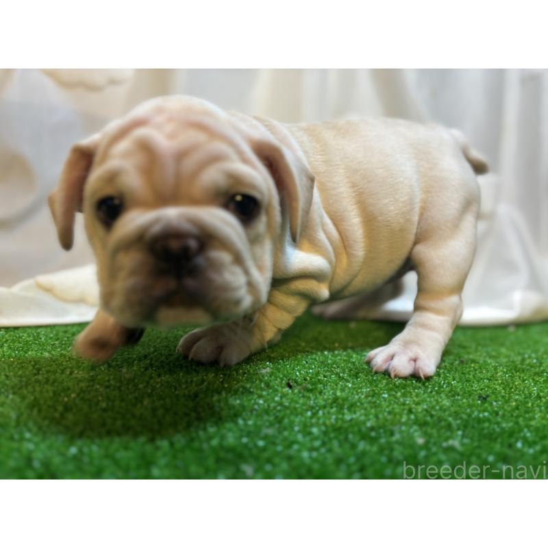 販売中の大阪府のフレンチブルドッグ-423705の4枚目