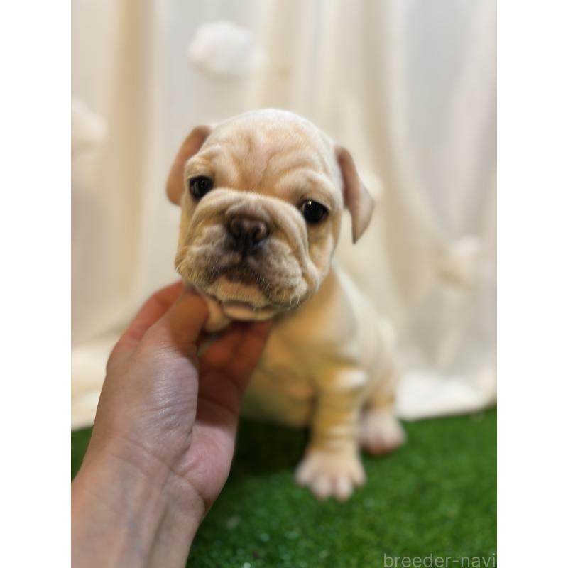 販売中の大阪府のフレンチブルドッグ-423705の3枚目