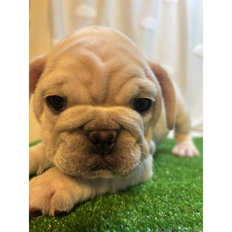 販売中の大阪府のフレンチブルドッグ-423705の2枚目