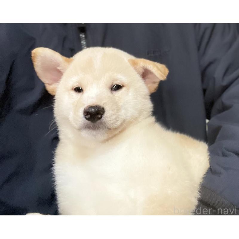 販売中の埼玉県の柴犬-415127の4枚目