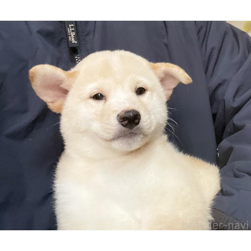 販売中の埼玉県の柴犬-415127の3枚目