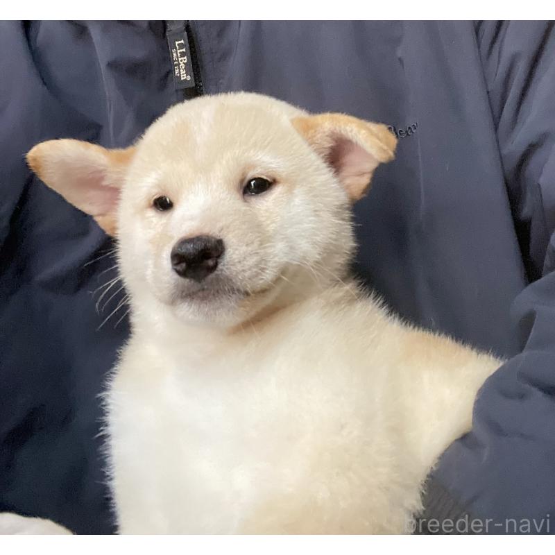 販売中の埼玉県の柴犬-415127の2枚目