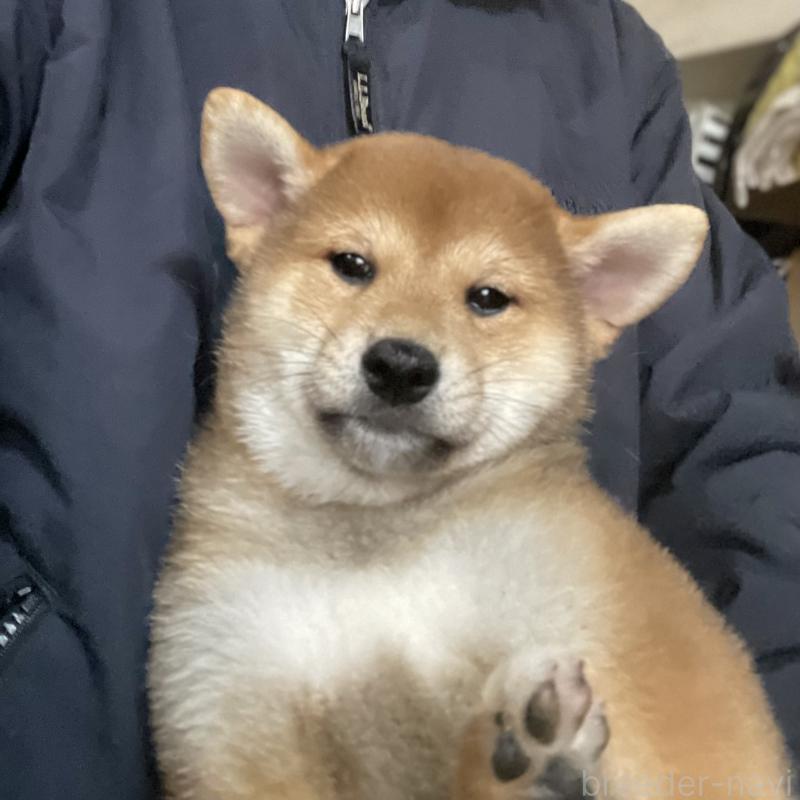 販売中の埼玉県の柴犬-415137