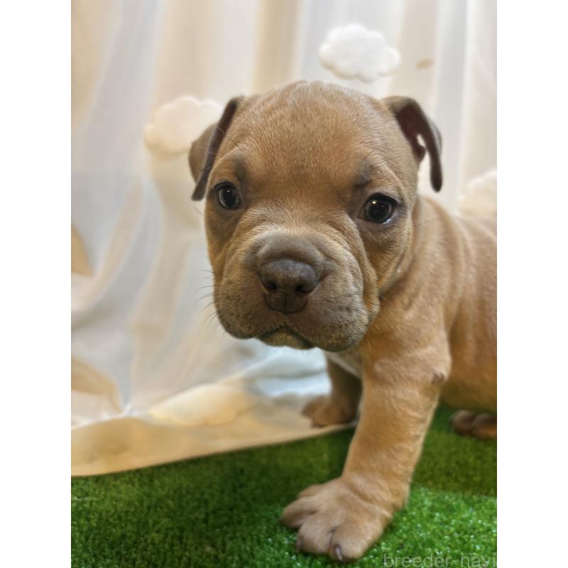 販売中の大阪府のアメリカンブリー-420036