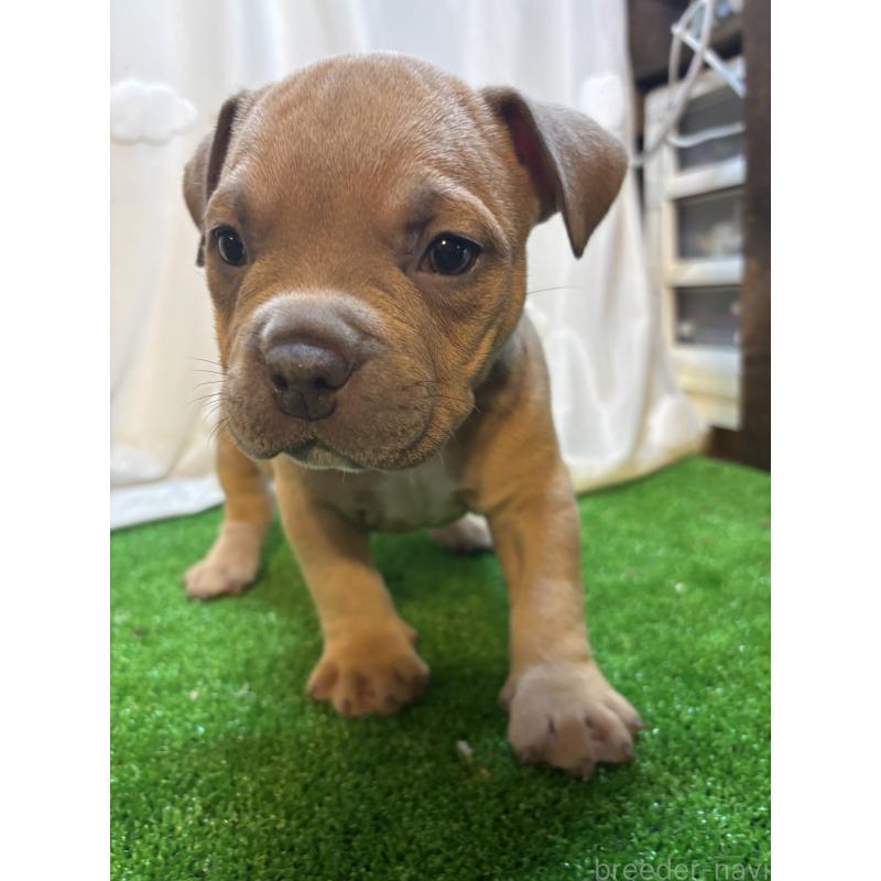 成約済の大阪府のアメリカンブリー-420036の4枚目