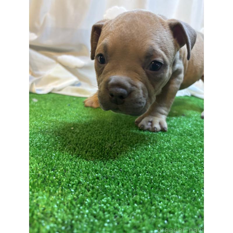 成約済の大阪府のアメリカンブリー-420036の3枚目