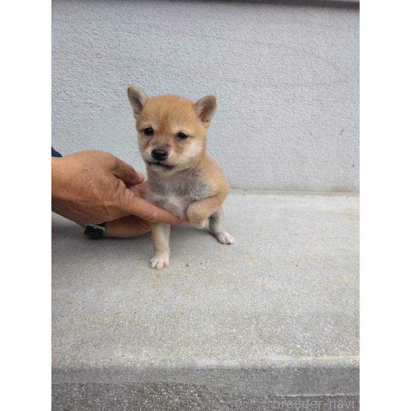 販売中の福岡県の豆柴-423707の3枚目