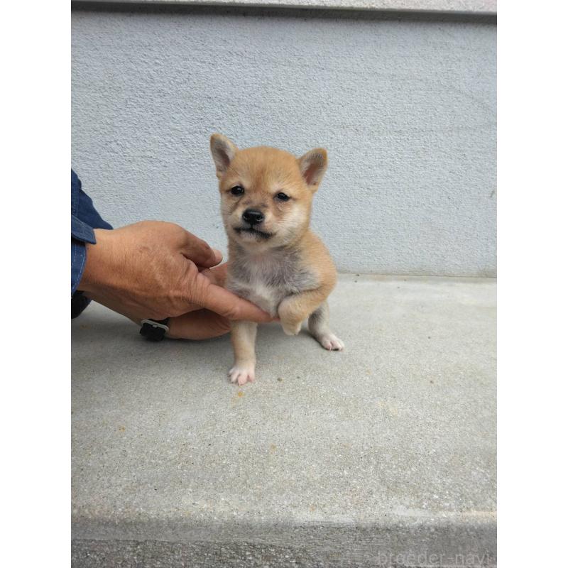 販売中の福岡県の豆柴-423707の2枚目