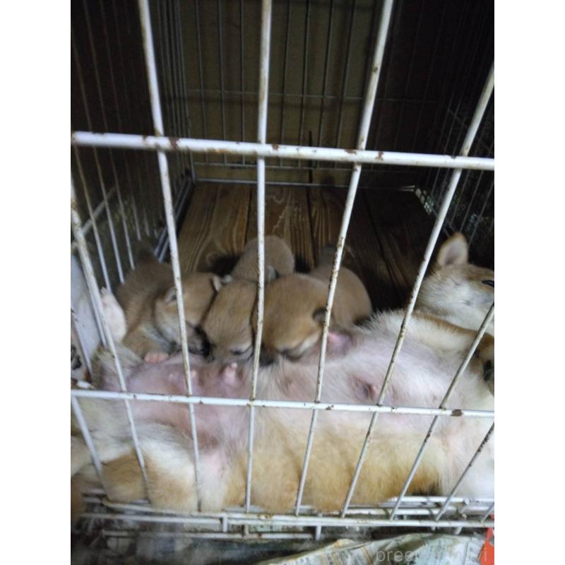 販売中の福岡県の豆柴-423708の3枚目