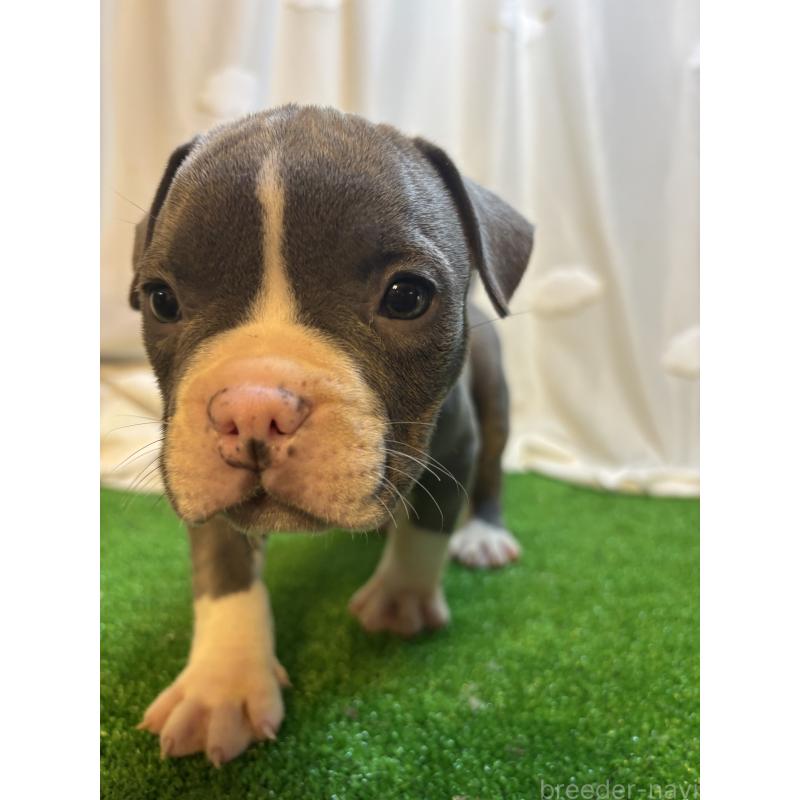 販売中の大阪府のアメリカンブリー-420033