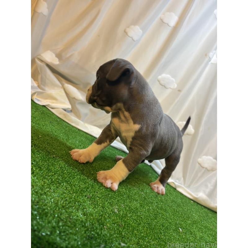 成約済の大阪府のアメリカンブリー-420033の4枚目