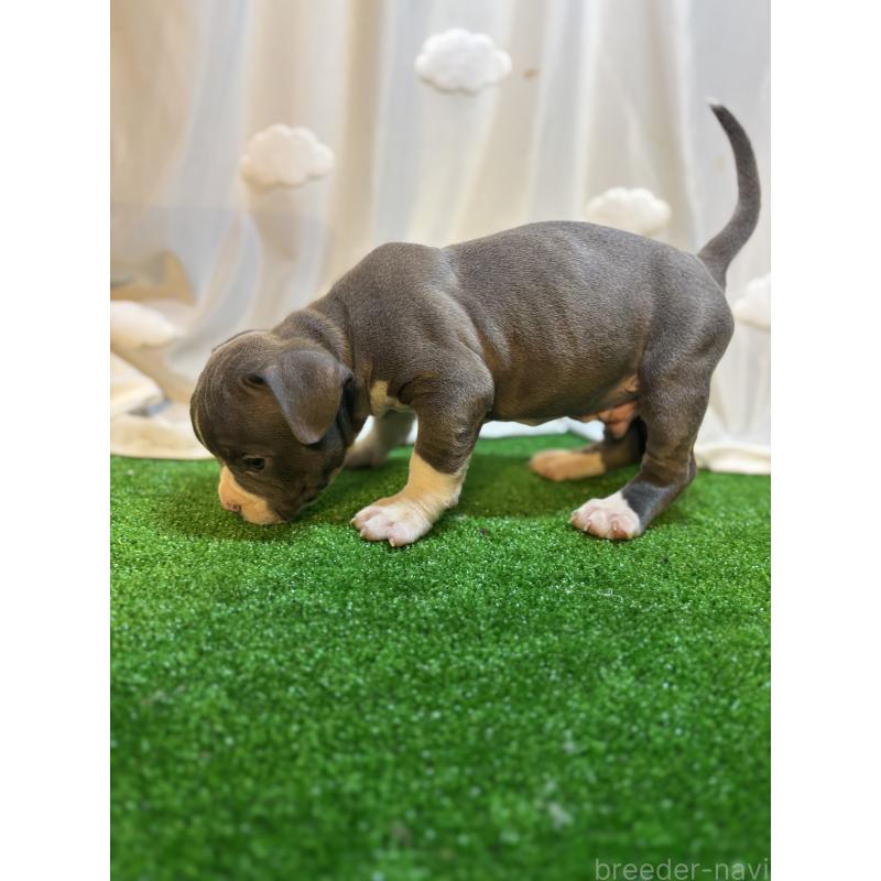 成約済の大阪府のアメリカンブリー-420033の3枚目