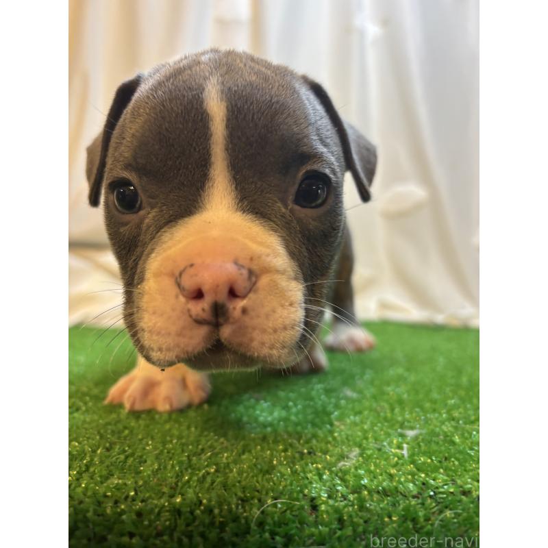 成約済の大阪府のアメリカンブリー-420033の2枚目