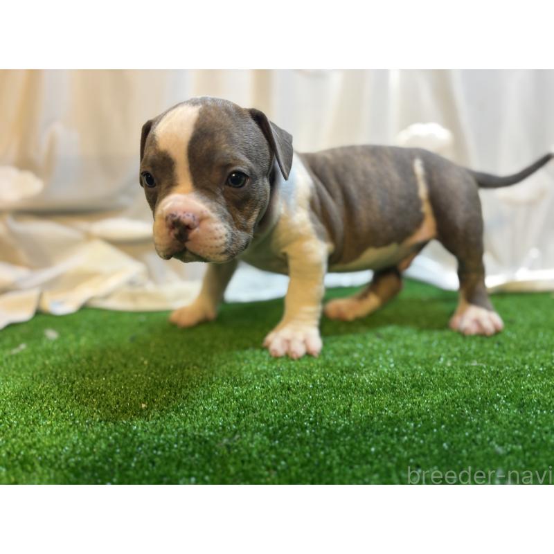 販売中の大阪府のアメリカンブリー-420029