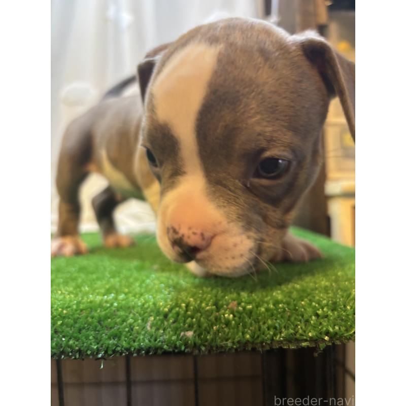 成約済の大阪府のアメリカンブリー-420029の4枚目