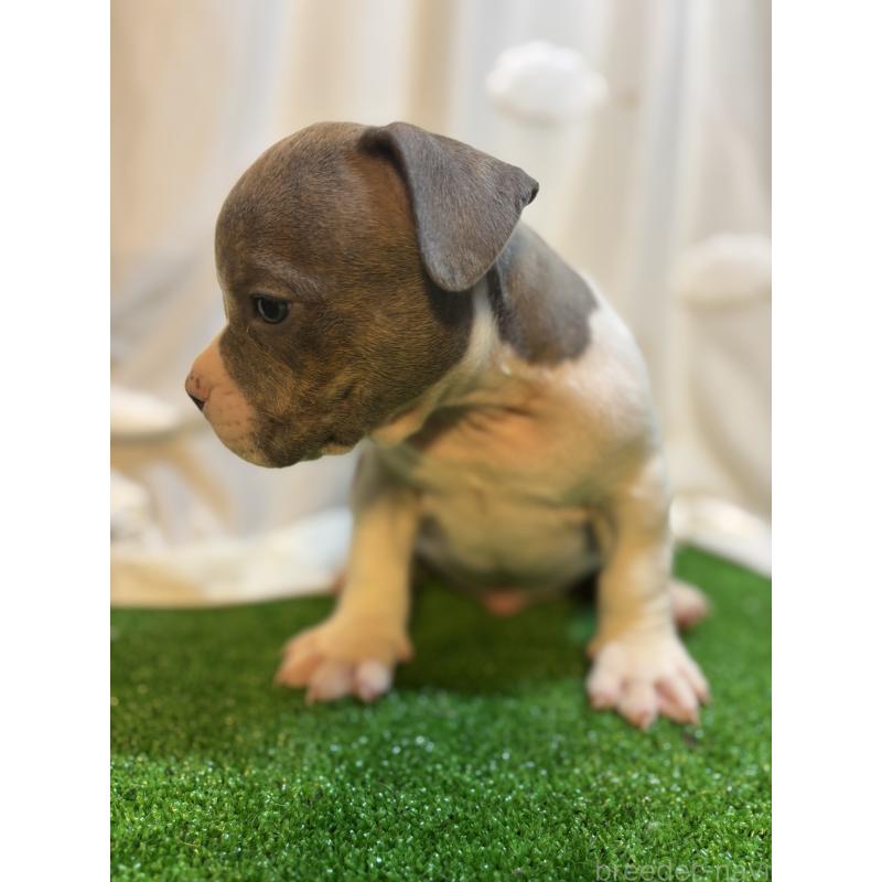 成約済の大阪府のアメリカンブリー-420029の3枚目