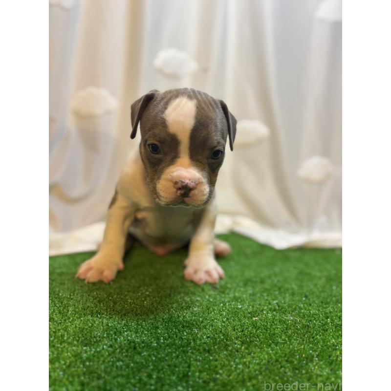 成約済の大阪府のアメリカンブリー-420029の2枚目