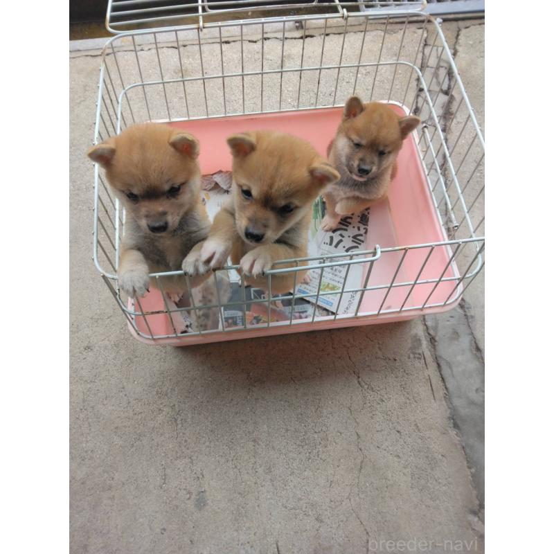 販売中の福岡県の豆柴-423709の3枚目