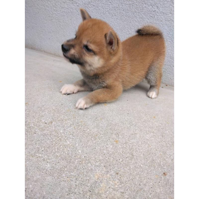 販売中の福岡県の豆柴-423709の2枚目