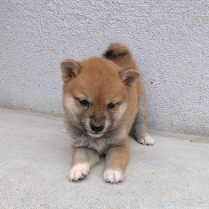 販売中の福岡県の豆柴-423709の1枚目