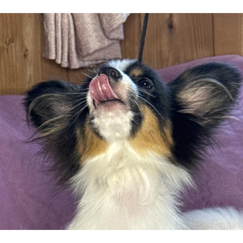 販売中の三重県のパピヨン-423710の7枚目