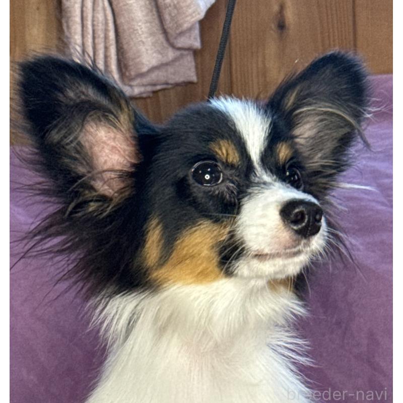 販売中の三重県のパピヨン-423710の6枚目