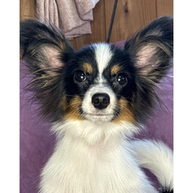 販売中の三重県のパピヨン-423710の5枚目