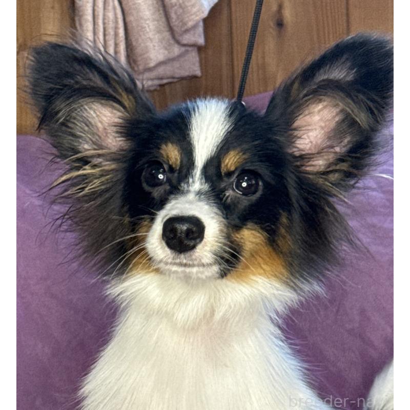 販売中の三重県のパピヨン-423710の4枚目