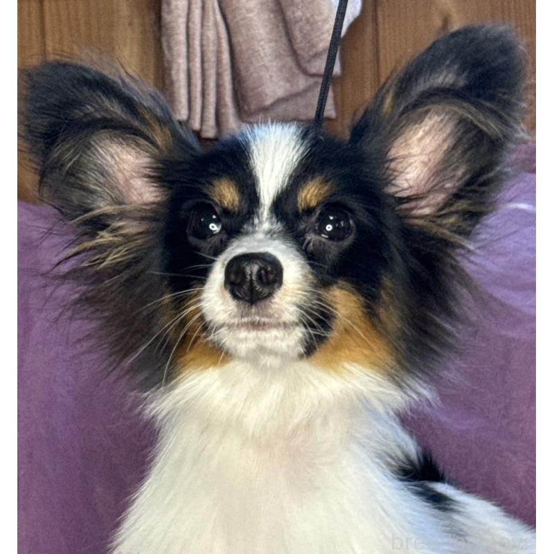 販売中の三重県のパピヨン-423710の1枚目