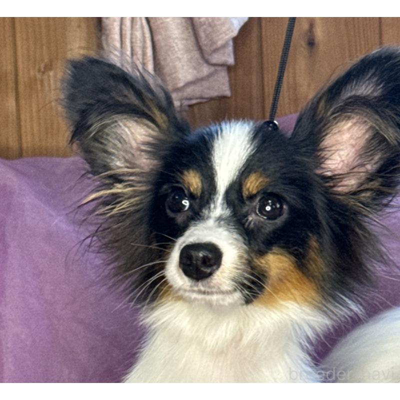 販売中の三重県のパピヨン-423710の3枚目