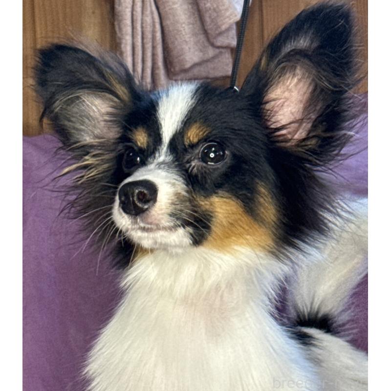 販売中の三重県のパピヨン-423710の2枚目