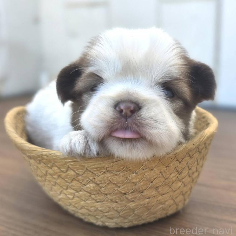 販売中の茨城県のチワズー:チワワ×シーズー-423711の8枚目