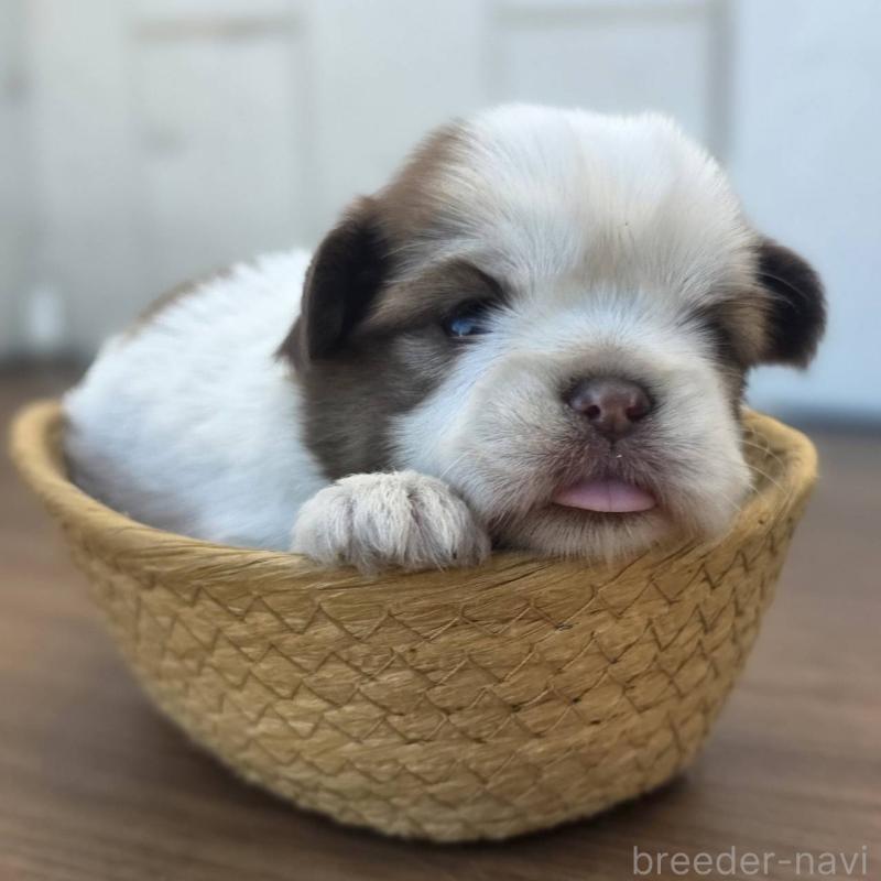 販売中の茨城県のチワズー:チワワ×シーズー-423711の7枚目