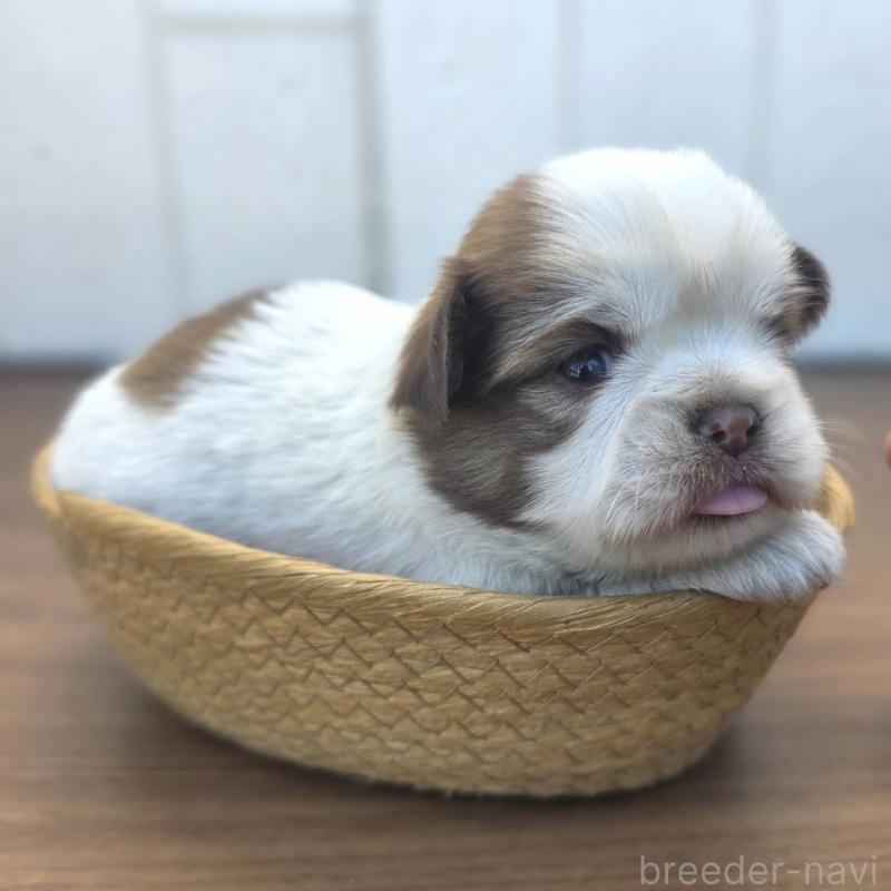 販売中の茨城県のチワズー:チワワ×シーズー-423711の6枚目