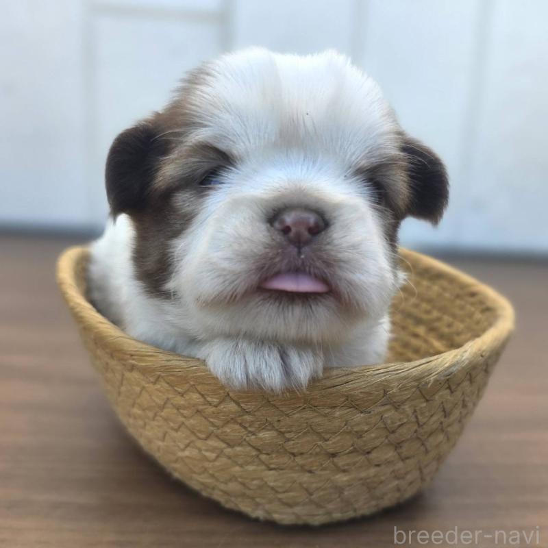 販売中の茨城県のチワズー:チワワ×シーズー-423711の1枚目