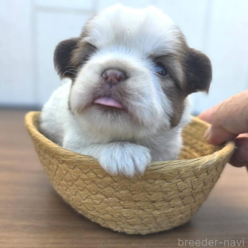 販売中の茨城県のチワズー:チワワ×シーズー-423711の5枚目